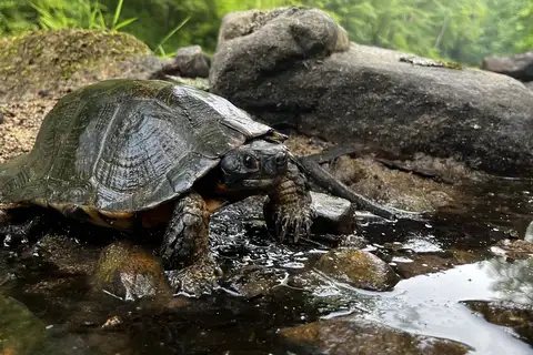 Wood Turtle