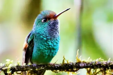 Pirre Hummingbird