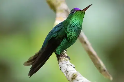 Violet-capped Hummingbird