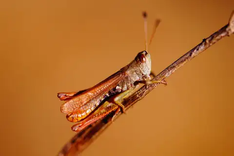 Rufous Grasshopper