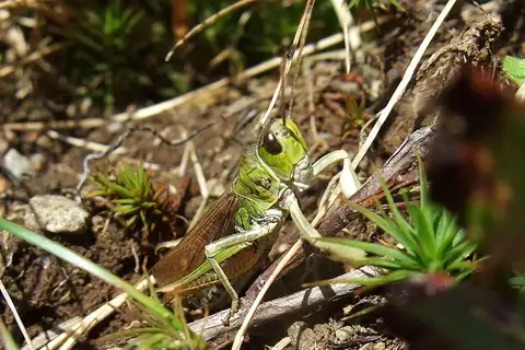 Club-legged Grasshopper