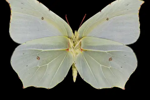 Common Brimstone