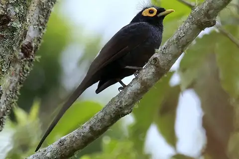 Apo Myna