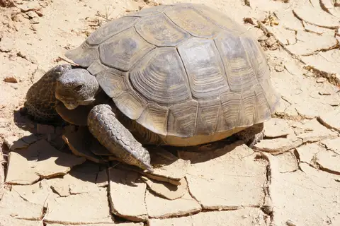 Mojave Desert Tortoise