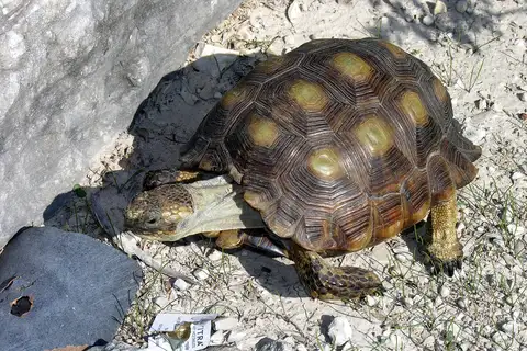 Texas Tortoise