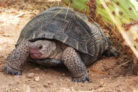 Sonoran Desert Tortoise