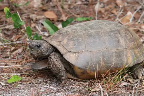 Gopher Tortoise