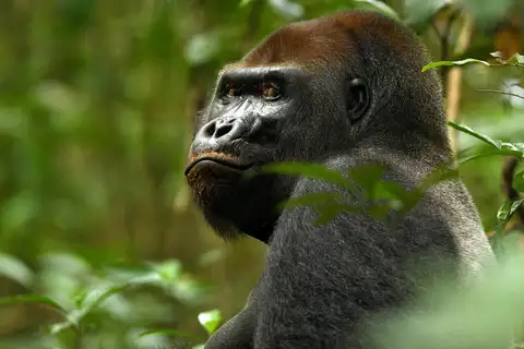 Western Gorilla