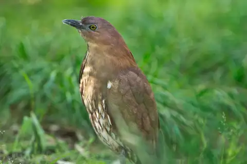 Japanese Night Heron