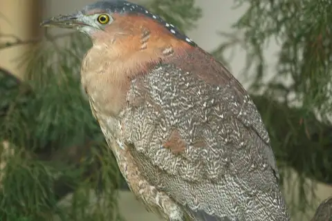 Malayan Night Heron