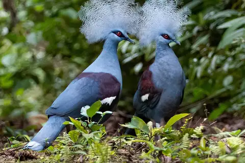 Western Crowned Pigeon
