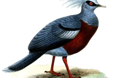 Scheepmaker's Crowned Pigeon