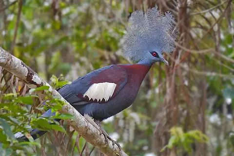 Sclater's Crowned Pigeon
