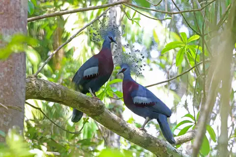 Victoria Crowned Pigeon