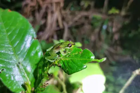 Chapa bubble-nest frog