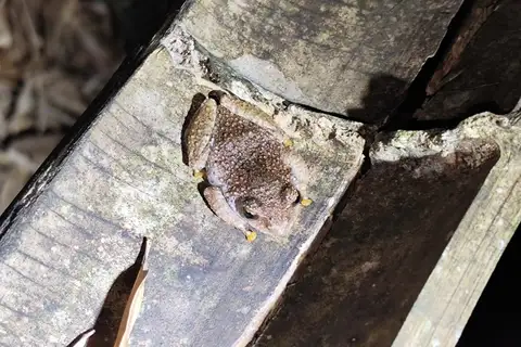 Guangdong Tree Frog