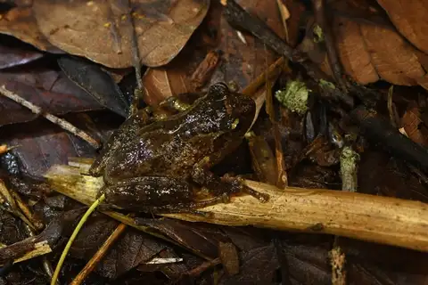 Yunnan Bushfrog