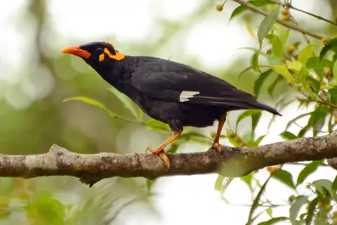 Southern Hill Myna