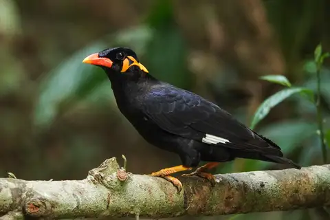 Common Hill Myna