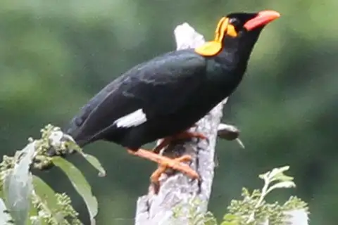 Tenggara Hill Myna