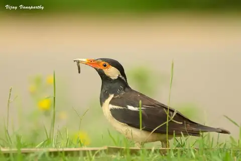 Indian Pied Myna