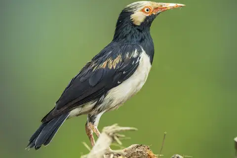 Siamese Pied Myna