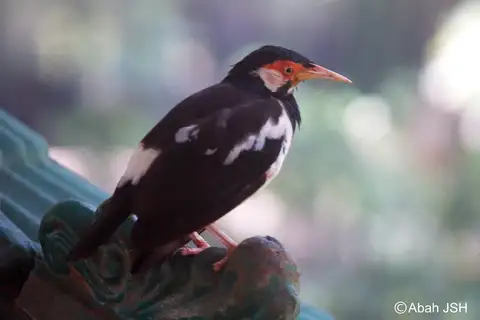 Javan Pied Myna