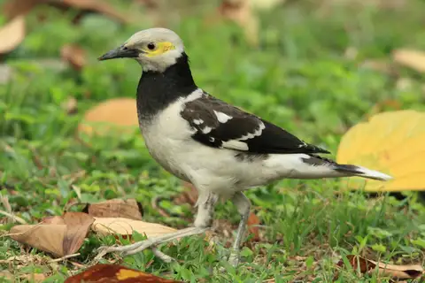 Black-collared Starling