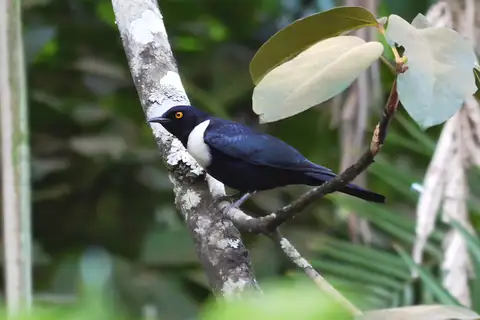 White-collared Starling