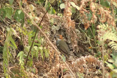 White-throated Antpitta
