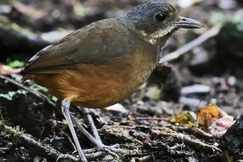 Moustached Antpitta