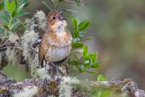 Boyaca Antpitta