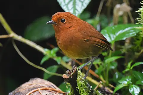 Chami Antpitta