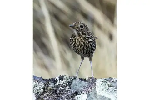 Stripe-headed Antpitta