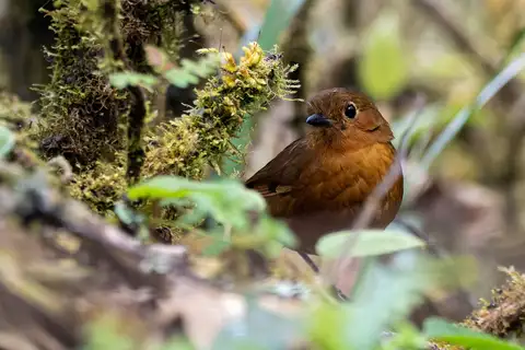 Ayacucho Antpitta