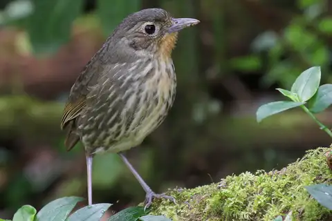 Santa Marta Antpitta