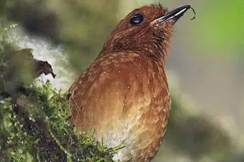 Chestnut Antpitta