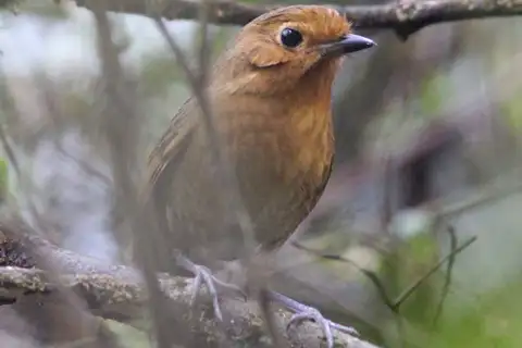 Cajamarca Antpitta