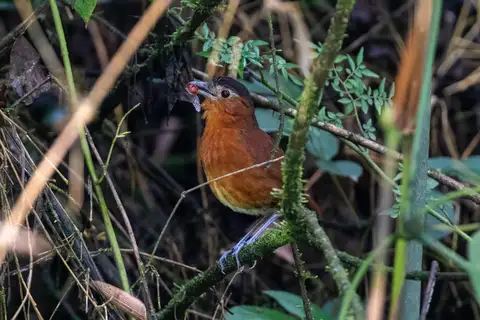 Bay Antpitta