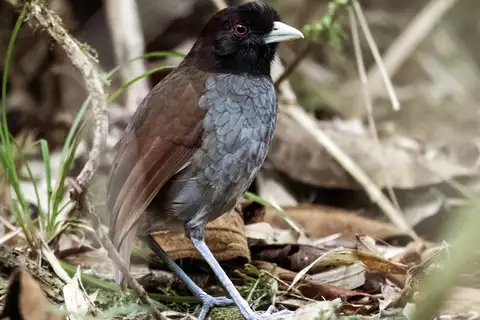 Pale-billed Antpitta