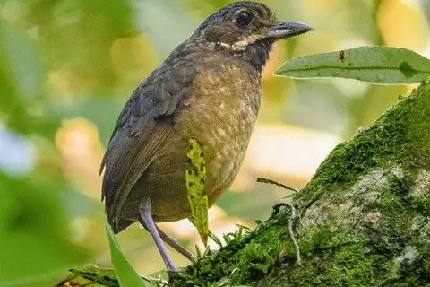 Tachira Antpitta