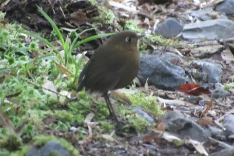 Bolivian Antpitta
