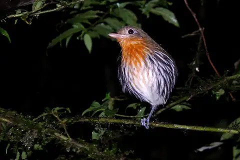 Ochre-striped Antpitta