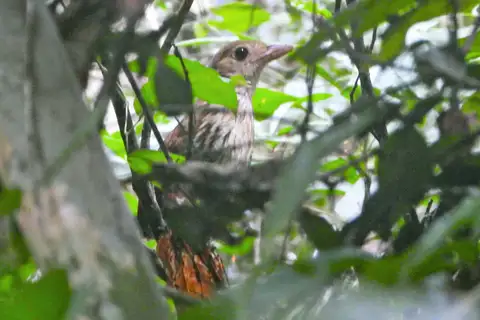 Elusive Antpitta