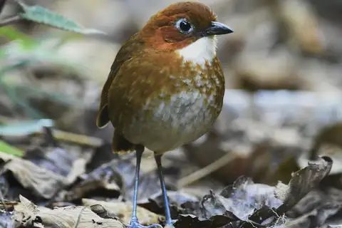 Red-and-white Antpitta