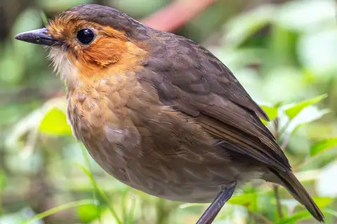Rufous-faced Antpitta