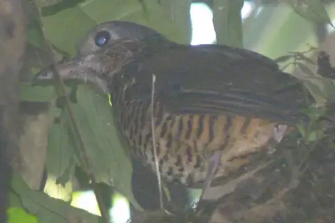 Great Antpitta