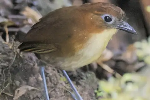 Yellow-breasted Antpitta