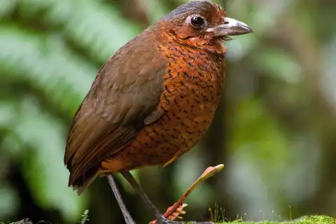 Giant Antpitta
