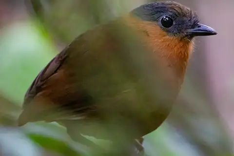 Grey-naped Antpitta